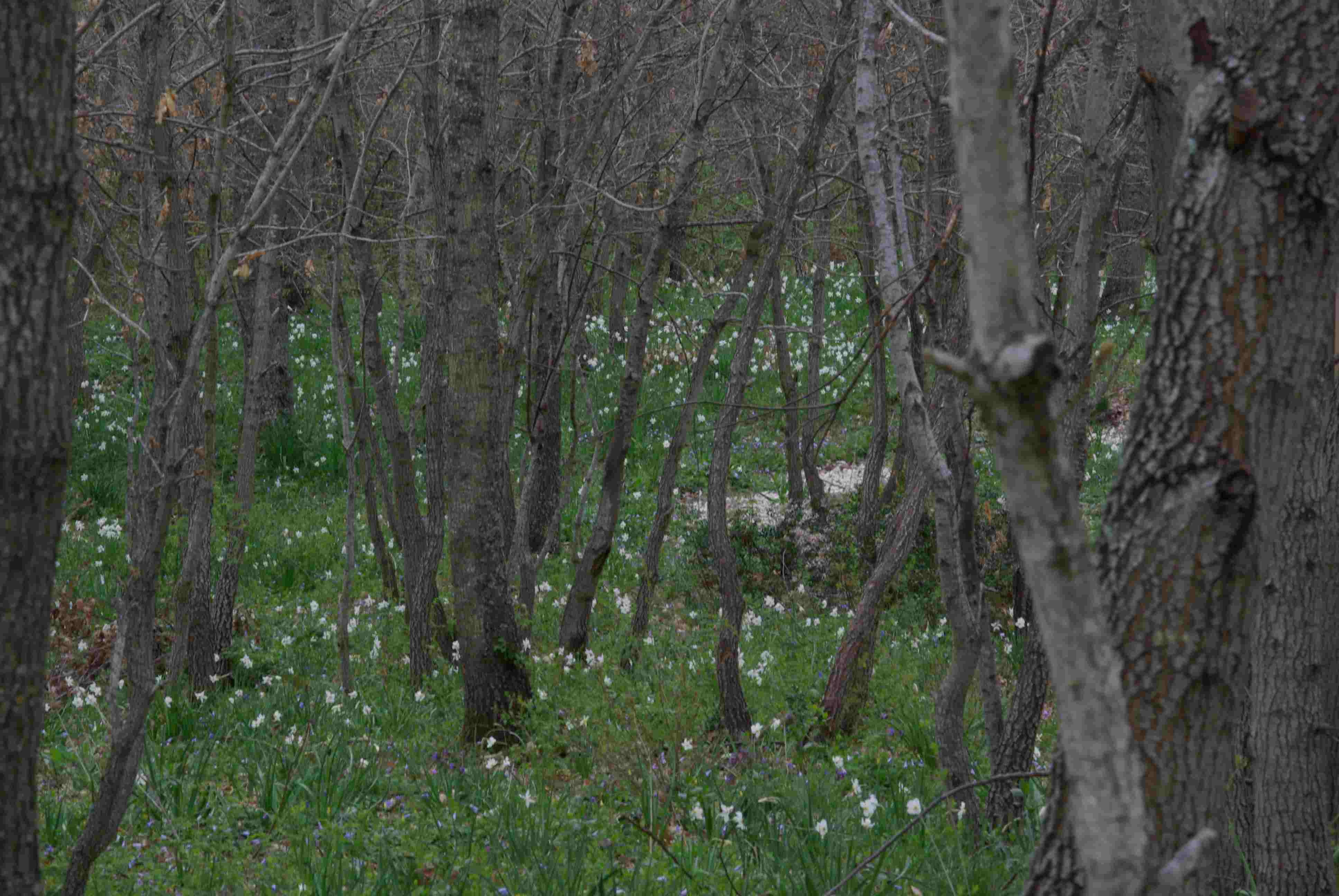 Narcissus poeticus / Narciso dei poeti